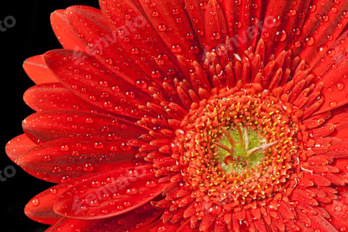 Preview: red gerbera daisy