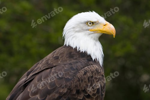 Preview: eagle, bald, us