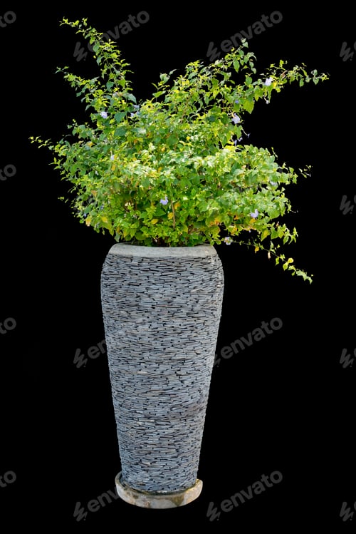 Preview: Tree houseplant for decoration in the vintage concrete pot isolated on black background.