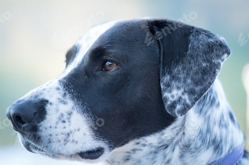 Preview: a dalmatian dog with its mouth in the air
