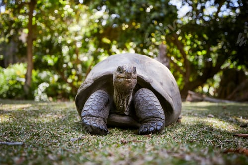 Preview: Aldabra giant tortoise in grass