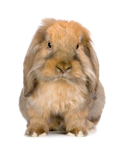Preview: Lop Rabbit