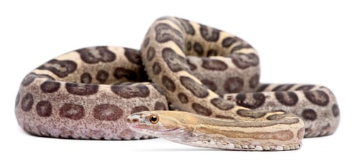 Preview: Scaleless Corn Snake, Pantherophis Guttatus, in front of white background