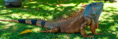 Preview: Outdoor portrait of a green iguana basking in the sunshine on a lush green lawn.