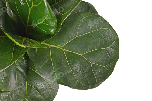 Preview: Close Up Of Leaf Of Tropical Fiddle Leaf Fig 'Ficus Lyrata' Houseplant Isolated On White Background