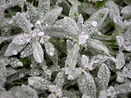 Vorschau: Regentropfen auf dem Gras