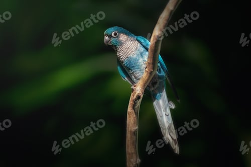 Preview: Maroon-bellied Parakeet (Pyrrhura frontalis) with blue mutation
