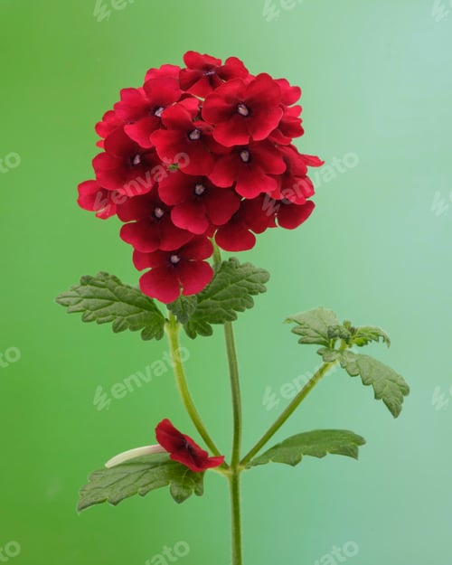 Preview: Red Verbena on Green
