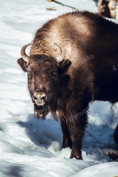 Preview: Buffalo pasturing between trees and snow