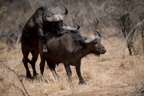 Preview: Season of african buffaloes