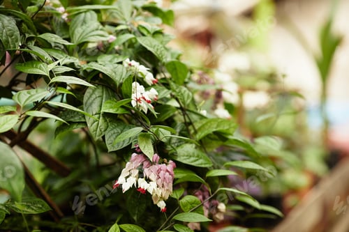 Preview: Part of clerodendrum thomsoniae flowers and green leaves