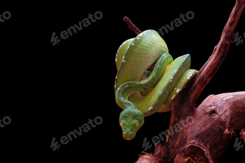 Preview: Green Snake on a Tree