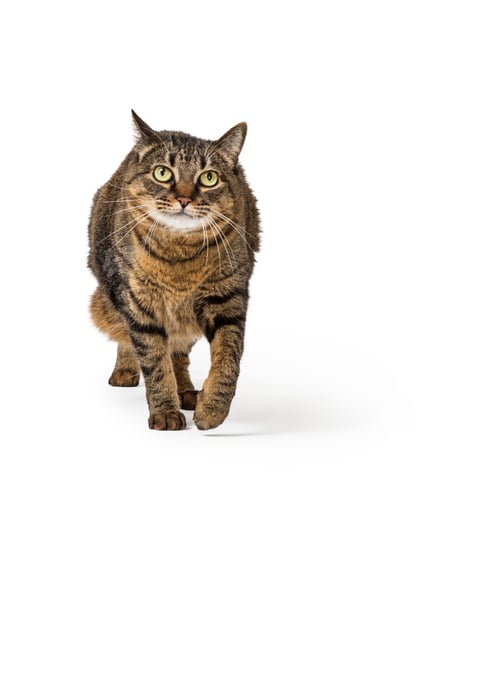 Preview: Cat Walking in From the Distance