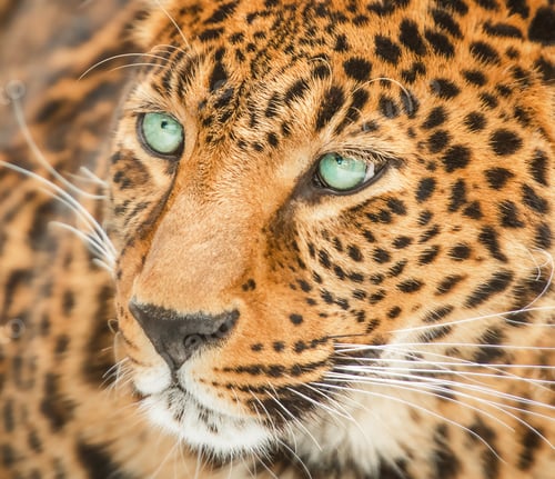 Preview: Portrait of a leopard with blue eyes