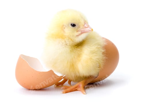 Preview: Tiny Yellow Chick Emerging From Its Egg