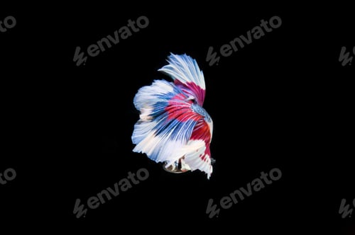 Preview: Beautiful colorful of siamese betta fish