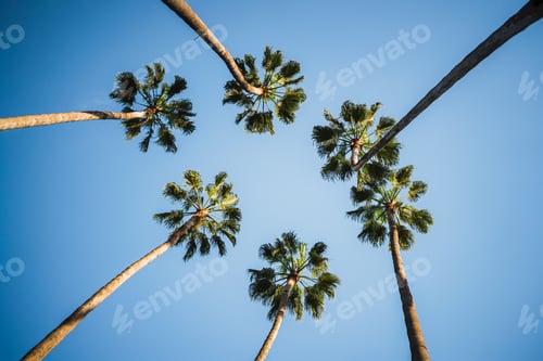 Preview: Six palm trees in a sunny day
