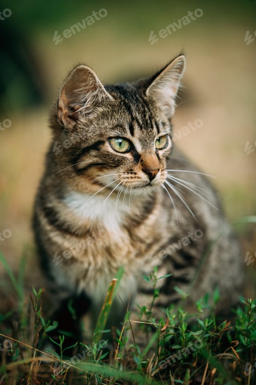 Preview: Small Cute Gray Cat Kitten In Grass