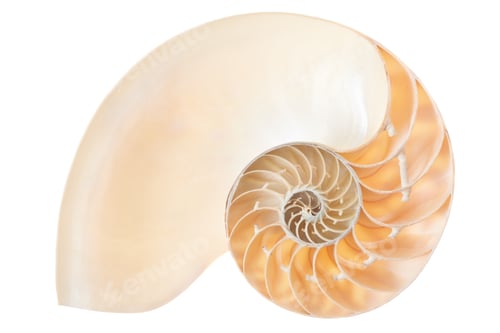 Preview: Nautilus shell section on white