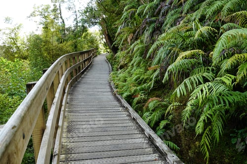 Preview: Wooden walkway in a park with fern plants