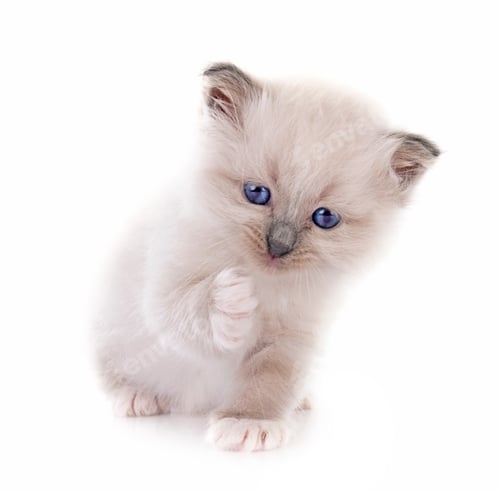 Preview: kitten birman cat in studio