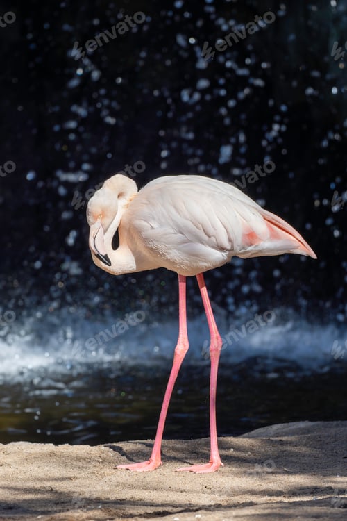 Preview: Sleeping flamingo by the water