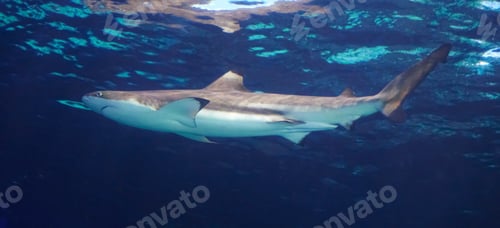 Preview: A Beautiful Shark underwater photography