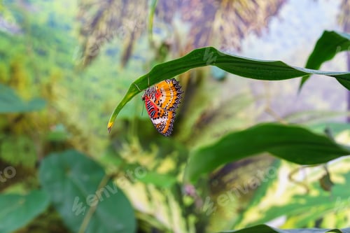 Preview: Cethosia Biblis, The Lacewing Biblis Or Red Lacewing Butterfly Sitting On Leaf In Outdoor Garden