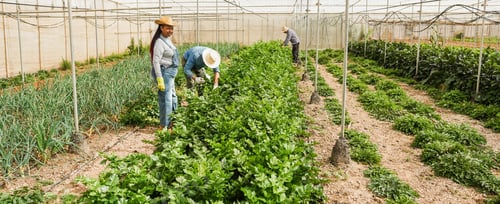 Preview: Group of people working inside farm greenhouse picking up organic vegetables