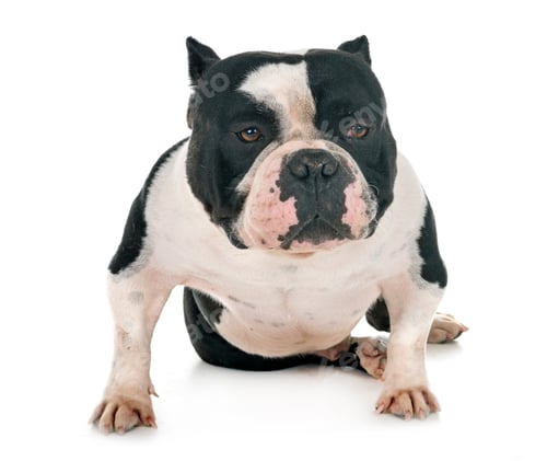 Preview: male american bully