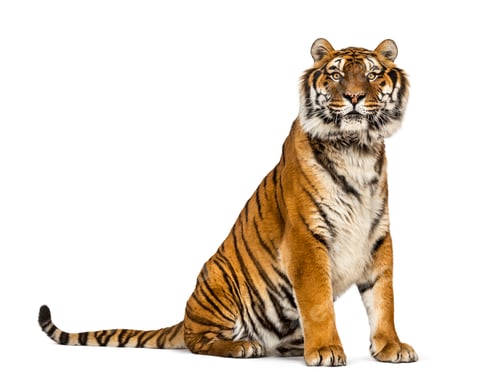 Preview: Tiger isolated