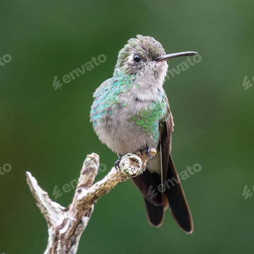 Preview: Closeup of a Cuban emerald perched on a branch