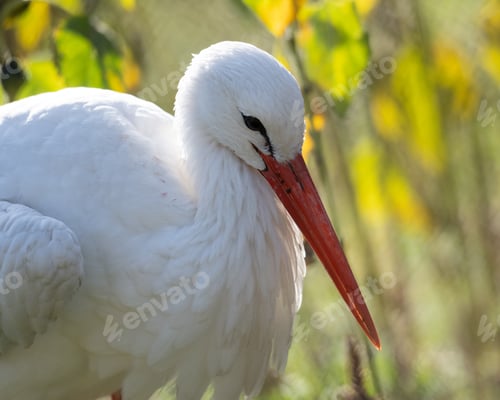 Preview: Portrait Of White Stork