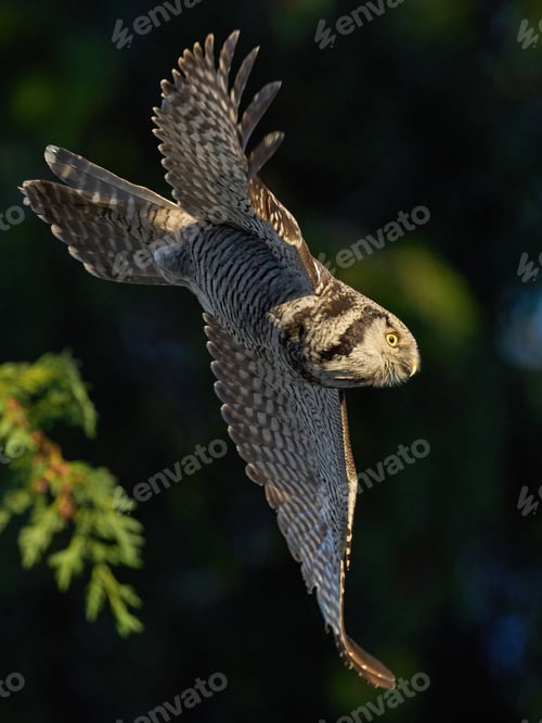 Preview: Northern hawk owl (Surnia ulula)