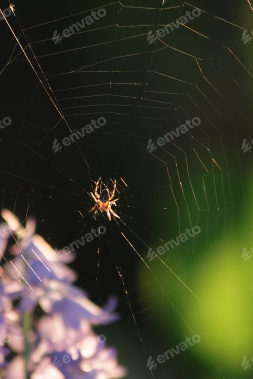 Preview: Spider sitting on a web