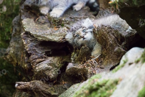 Preview: Pallas cat kitten playing
