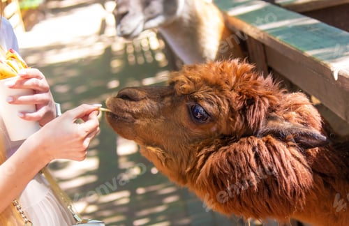 Preview: close-up of a girl feeding a llama from her hands.
