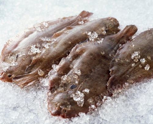 Preview: Raw whole dover sole on crushed ice