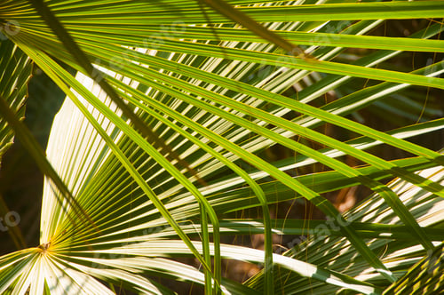 Preview: Natural background in the forest