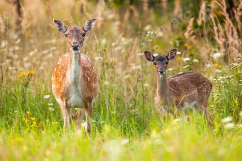Preview: Alert fallow deer hind and fawn facing camera on blooming summer meadow