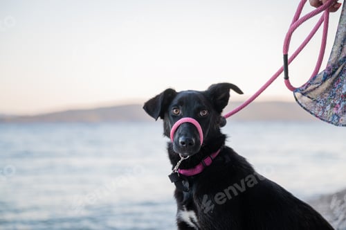 Preview: Black shepherd dog with pink leash sitting on the beach