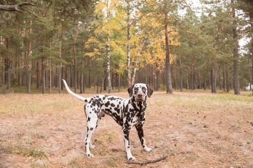 Preview: dog breed Dalmatian on a walk beautiful portrait.Portrait of dalmatian in a collar for a walk in a