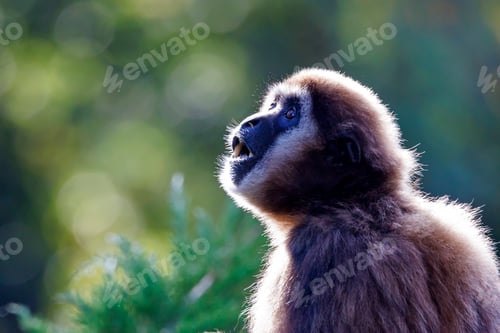 Preview: lar gibbon (Hylobates lar), also known as the white-handed gibbon