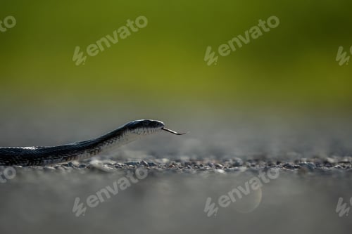 Preview: Small black snake atop a pavement surface