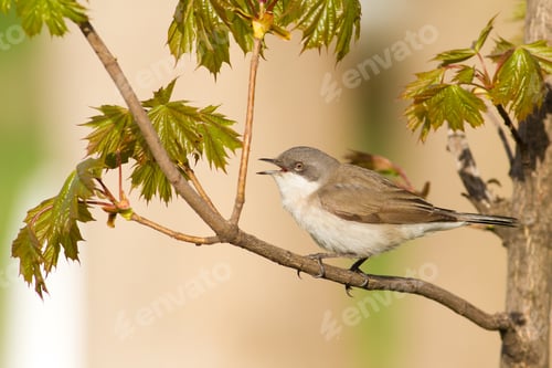 Preview: Lesser whitethroat, sylvia curruca. Bird sings sitting on a branch near the young leaves