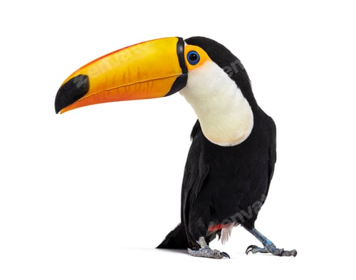 Preview: Toucan toco, Ramphastos toco, isolated on white