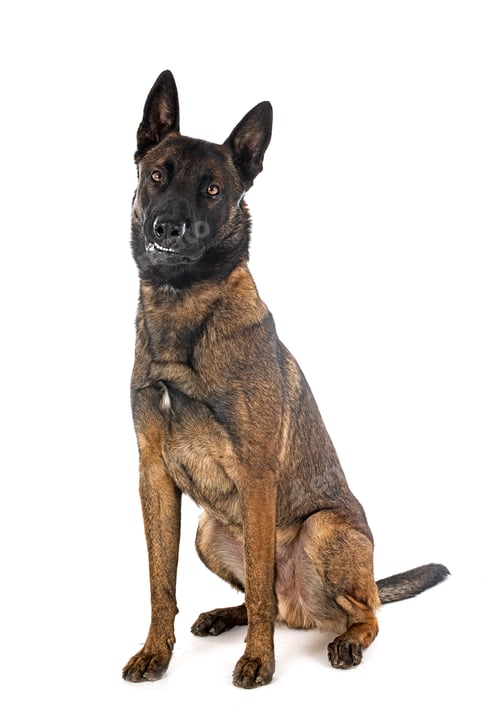 Preview: malinois in studio