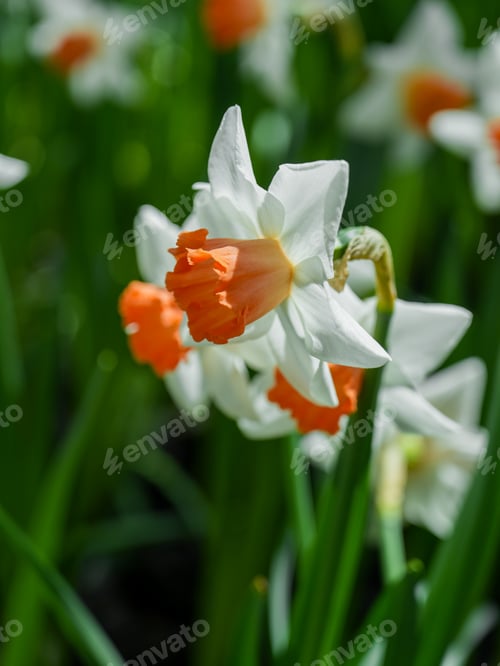 Preview: White daffodil flower with a orange center