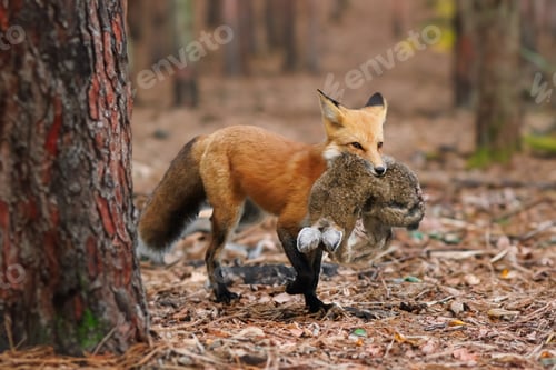 Preview: Holding a rabbit in her mouth in a forest