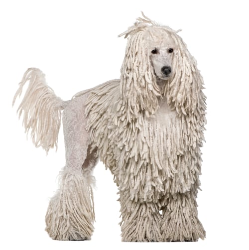 Preview: White Corded standard Poodle standing in front of white background